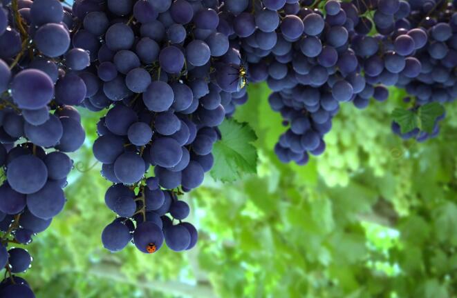 Can resveratrol improve cognitive function and memory?